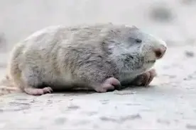 长得像老鼠，被称“地羊”，以前是害兽，现在当虎骨用，一斤三百图片