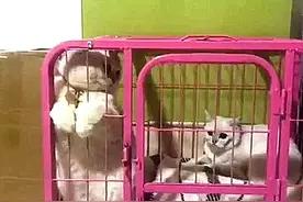 将2只猫咪强制关在一起，隔天再去看时，感觉走错片场了图片
