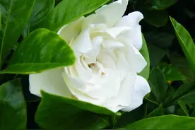 养栀子花要注意这些点，叶子才不会发黄脱落，越长越旺图片