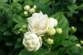 虎头茉莉开花重瓣非常美，之所以多数人养不好，关键原因在这里图片