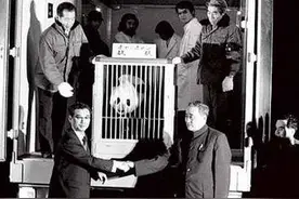 中国叫停赠送熊猫的“熊猫外交”，熊猫繁殖困难只是其中一个原因图片