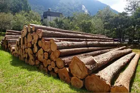 木材大涨价！耕地种树或被严查，哪些地方能种树？答案有了图片