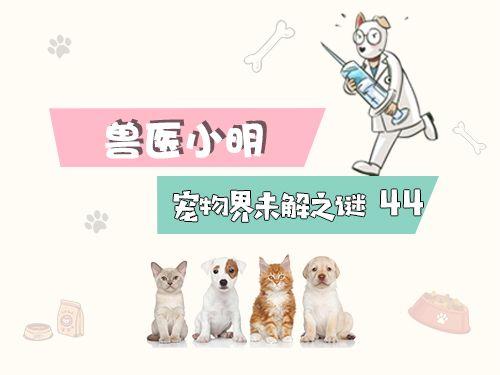 辟谣：吃生肉真的能发腮吗？基因问题母猫根本没有腮！