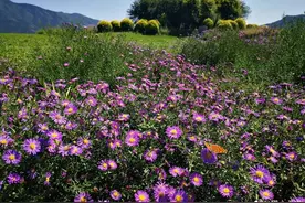 美醉了！假期游玩又发现好去处，个个惊艳，颜值爆表图片