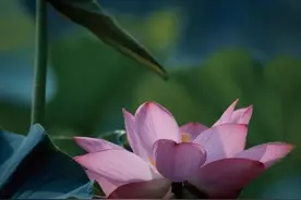 名家怎么看《荷塘月色》？余光中：中学生水平，莫言：病态的唯美图片