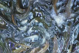 健康养生:鱼腥草配上滑泥鳅，脾虚胃弱全扫光图片