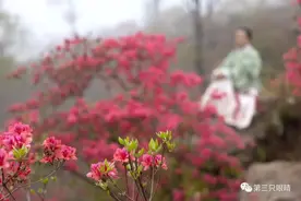 杜鹃岭上杜鹃红图片