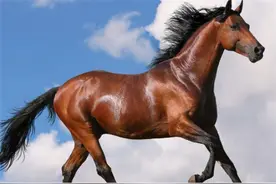 古人的智慧：分槽喂马同槽养猪，是古代帝王驭人术的精髓所在图片