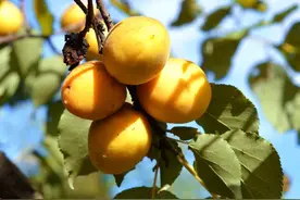 我和我家乡之“杏”福生活图片