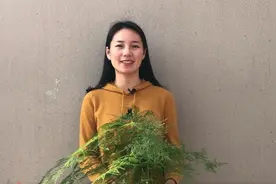 文竹什么时候换盆，教你几招，不黄叶不烂根，秒变小盆景视频封面
