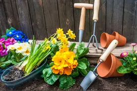 秋天不适合种花？不，20种花草随便选，不再为种什么花而烦恼图片