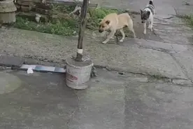 四川：落水小狗被救，狗爸狗妈致谢，网友：狗爸挨凶，像极了我家图片