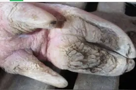 猪场最近多发猪蹄子不敢着地，不敢用力，养猪人要怎么防治？图片