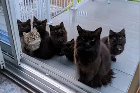 史上最强猫咪乞丐团，黑猫拖家带口堵门要饭，女子被迫成为饭票图片