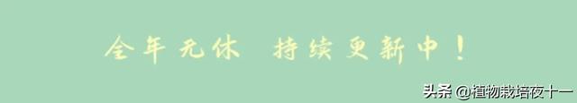 多肉补全计划--雨燕座