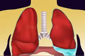 医学呼吸系统分享八图片