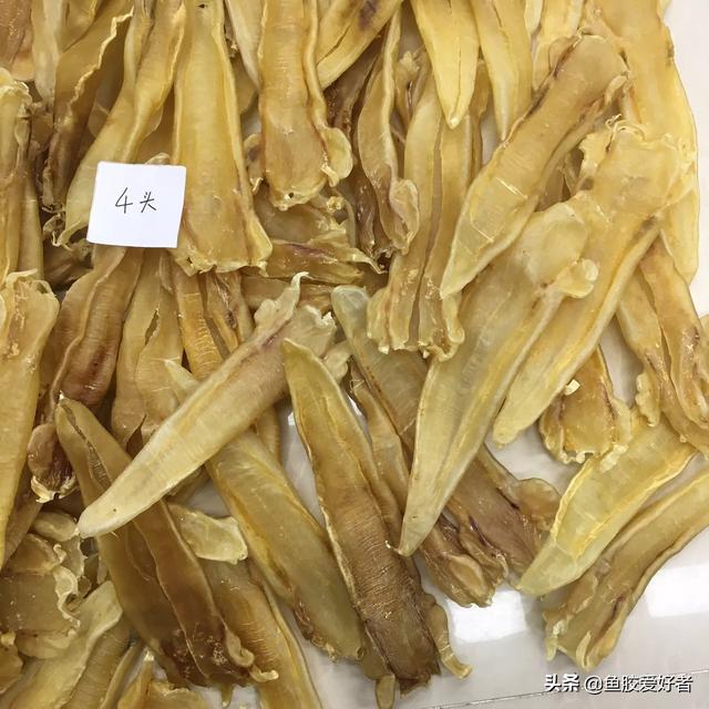 北海阴阳胶鱼胶好不好 北海阴阳鱼胶是什么鱼