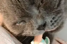 蓝猫被困70多天，主人回来时还活着，只是它已经泪流满面图片