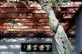 家乡轶事——拴马藤的传说图片