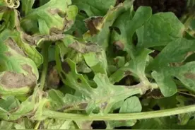 连日降雨，谨防西瓜叶枯病，提前做好防治措施可减少损失图片