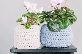 50种常见的室内盆栽绿化植物图片
