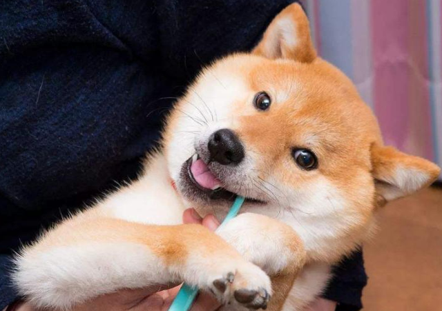 资深铲屎官都不一定知道的，“狗味”去除法