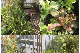 还觉得阳台种菜吃力不讨好？这样做轻松享受可持续收菜的乐趣图片