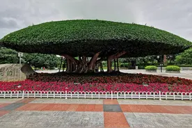 南宁南湖公园图片