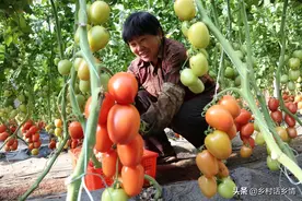 给蔬菜施肥和防病虫，全是无公害，这样的种菜方法你不想学吗图片