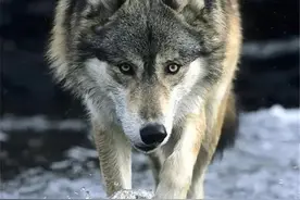 北美传奇的荒野狼王，一次悲壮的死亡唤醒人类的良知：万物皆有灵图片