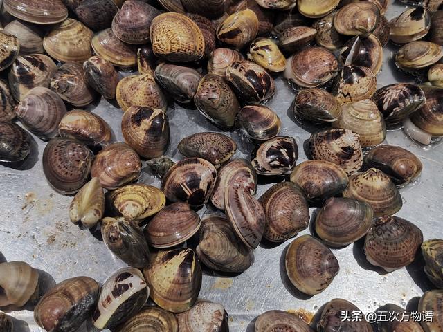 六耳赤嘴鱼胶有收藏价值吗 2026年六耳赤嘴鱼胶的功效和作用
