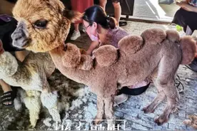 王城动物园羊驼宝宝剃毛“换装”啦！这个六一还有多项主题活动等您来参加图片