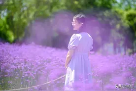 郑州北龙湖薰衣草花海免费游玩 色彩鲜艳花海拍照好看 游人如织图片