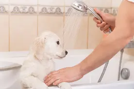 狗狗洗澡需要注意点什么？这些事情，你都知道吗图片