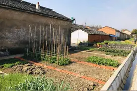 武汉小两口的极简晚餐，简单4个菜走红朋友圈，网友：拒绝穷精致图片