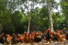 夏季鸡群多发新城疫，如何判断和诊治，我教你一招搞定图片