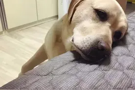 狗狗：我已经快痛死了，你却还不知道图片