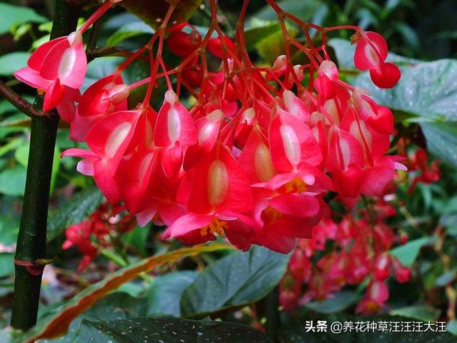 竹节海棠扦插繁殖，时机至关重要，正确选择，提高成活率