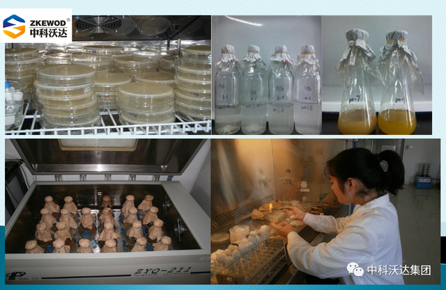 鐩婄珛鍋ワ紙鐗涚緤涓撶敤锛夆€斾腑绉戞矁杈句腑鑽椿鑿屽彂閰点€侀槻鐥呮姉鐥呬績鐢熼暱