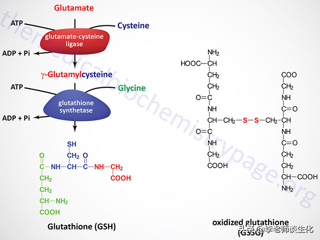 氨基酸衍生物代谢（三）