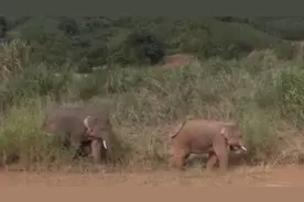 离群野象哥俩好 一起玩耍一起泡澡图片