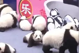 成都大熊猫基地换春装 萌宠小可爱送祝福图片
