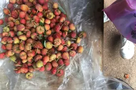 鸡嗉子（植物新观察）图片