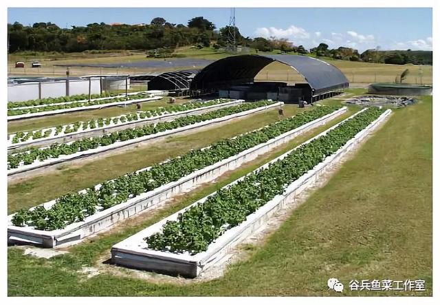 鱼菜共生植物缺素新认知 汇总