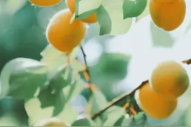 春风拂晚霞，细麦落轻花——开满春暮的“白月光”，珍贵的麦花图片