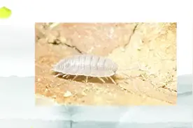 潮虫治疗脑梗效果好，止痛效果棒，对于癌性病变的止痛同样适用视频封面