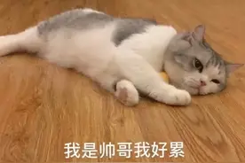 表情包｜一觉醒来发现自己是小浣熊图片