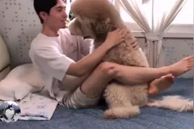 泰迪都长到70斤了，还要跟主人睡一起，忘记自己长大了吧图片