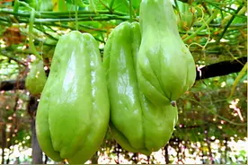 从国外引进，是菜也是水果，产量高易种植，为何始终发展不起来？图片