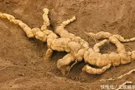 老人地里挖出巨型“人参”，专家鉴定后，老人却自叹连连图片